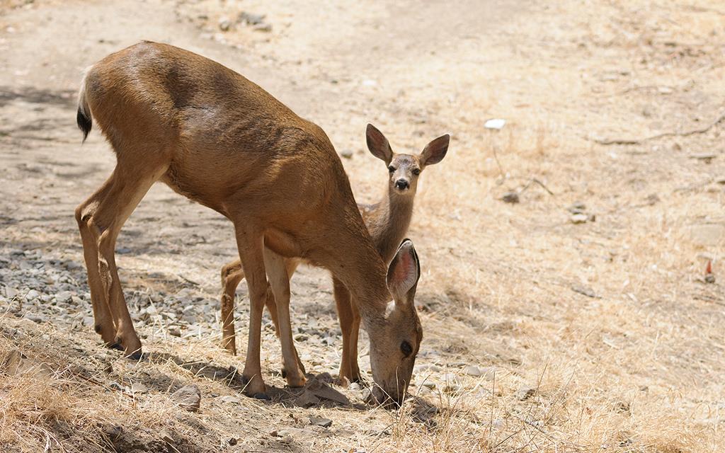 Deer (Catalina2014)-05