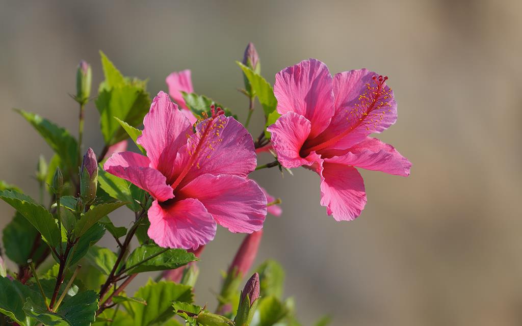 Hibiscus (Catalina2014)