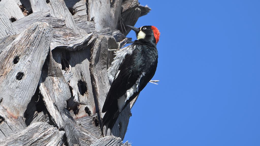 Acorn Woodpecker (Catalina2019)-02