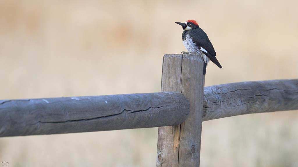 Acorn Woodpecker (Catalina2019)-03