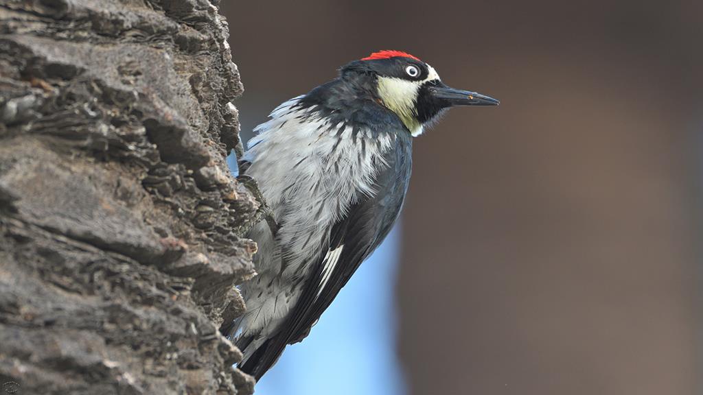 Acorn Woodpecker (Catalina2019)-04