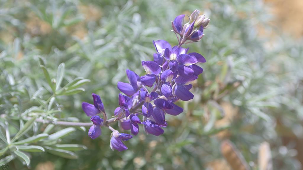 Arroyo Lupine (Catalina2019)-01