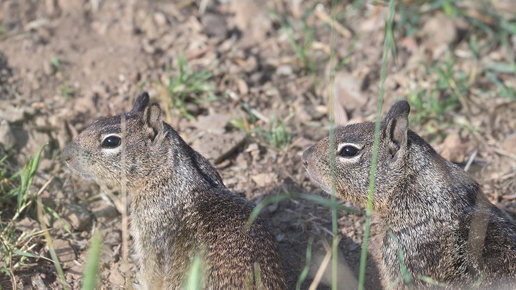 Beechey Ground Squirrel (Catalina2019)-02