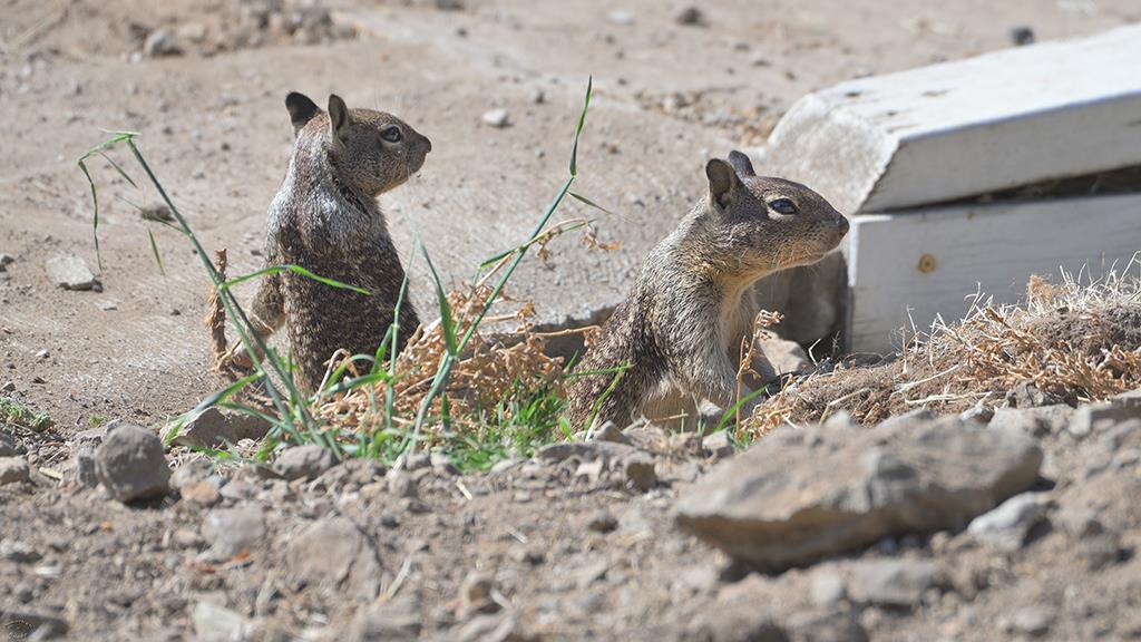 Beechey Ground Squirrel (Catalina2019)-03