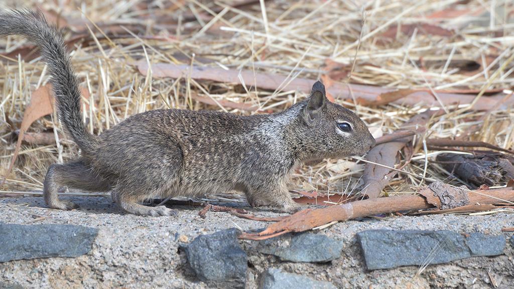 Beechey Ground Squirrel (Catalina2019)-05