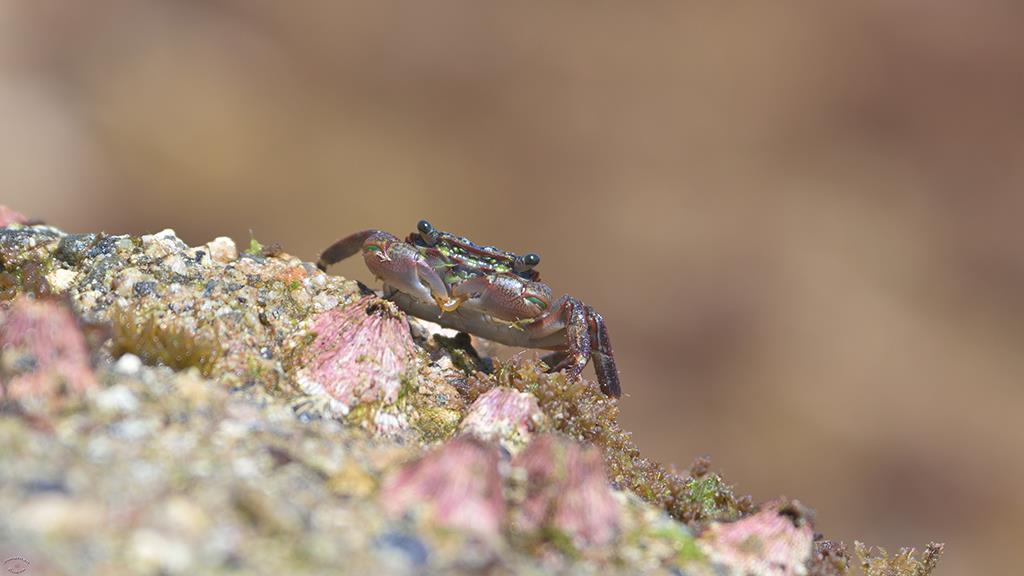 Crab (Catalina2019)-02