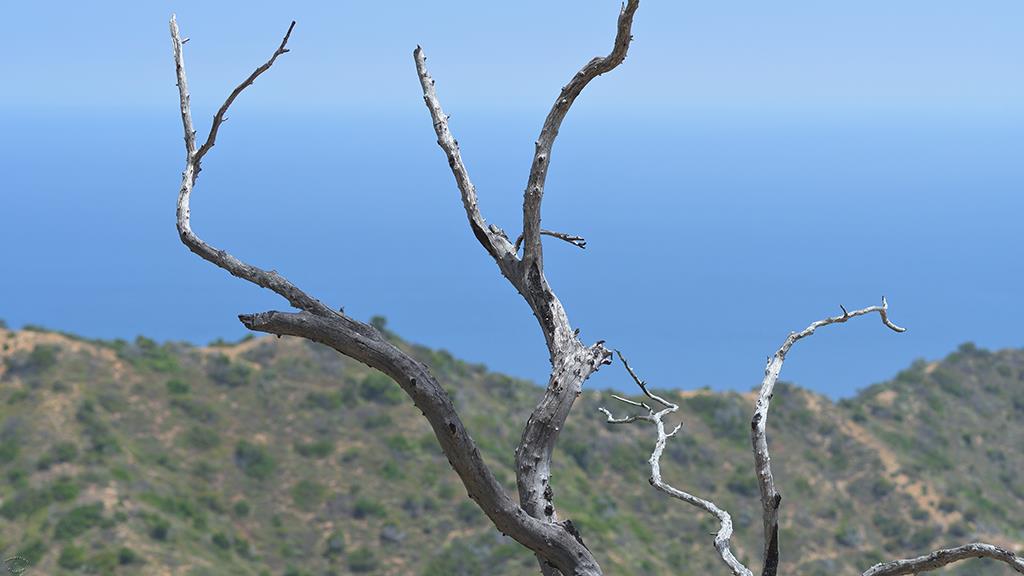 Dead Wood (Catalina2019)-01