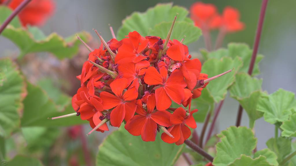 Garden Geranium  (Catalina2019)-01