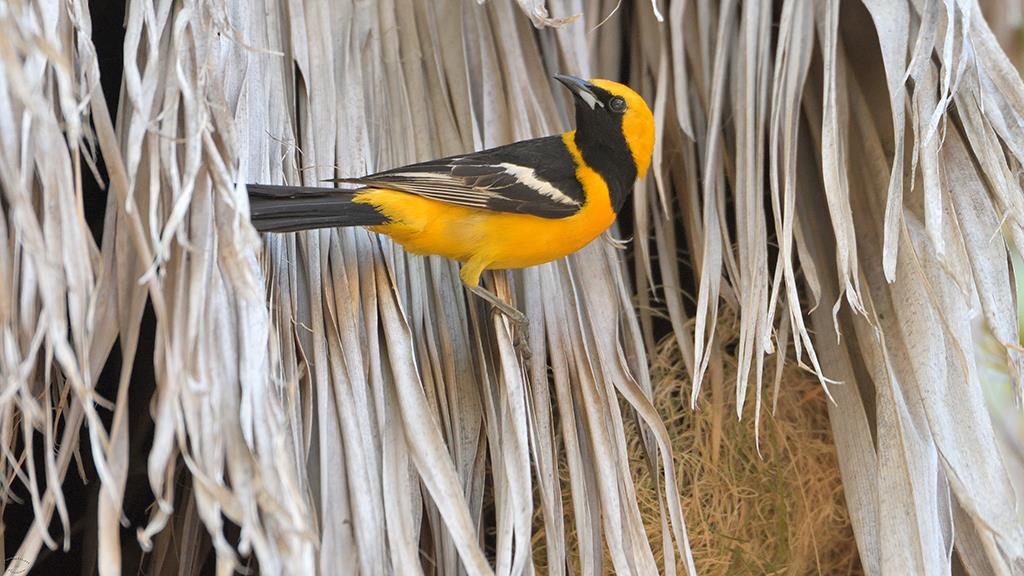 Hooded Oriole (Catalina2019)-03