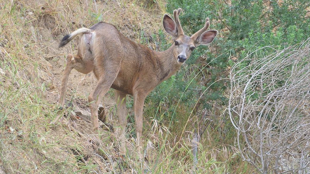 Mule Deer (Catalina2019)-01