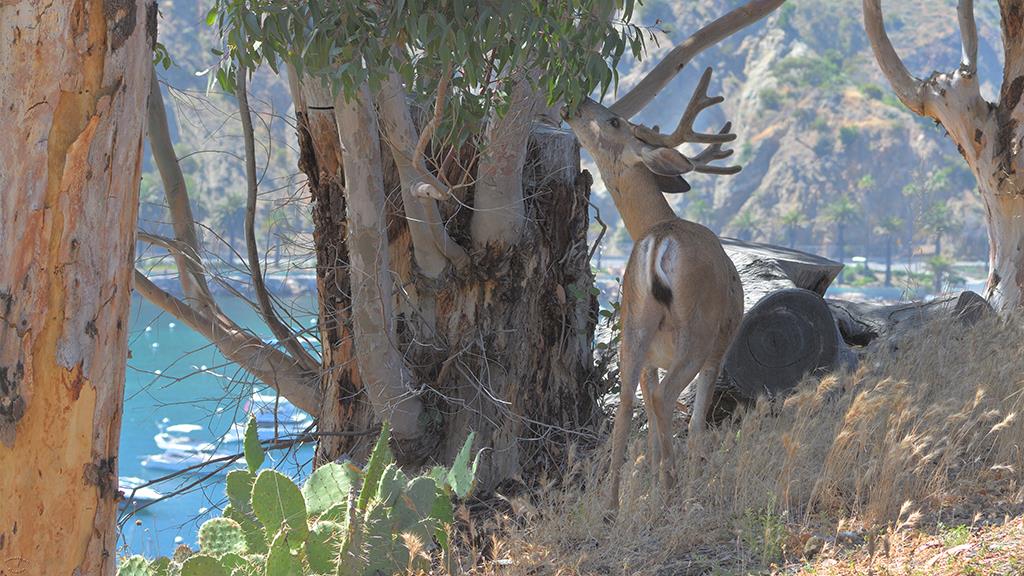 Mule Deer (Catalina2019)-02