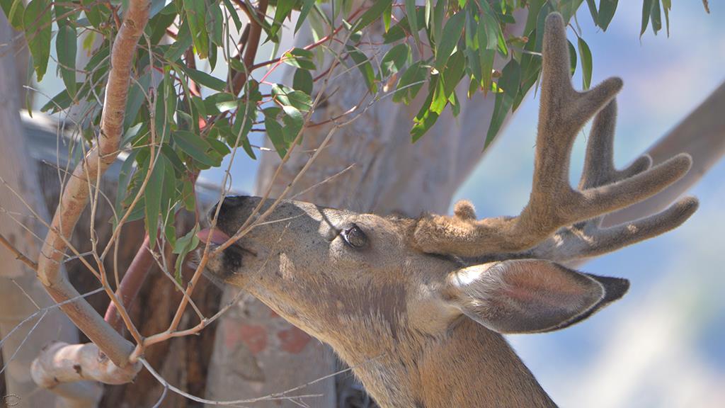 Mule Deer (Catalina2019)-04