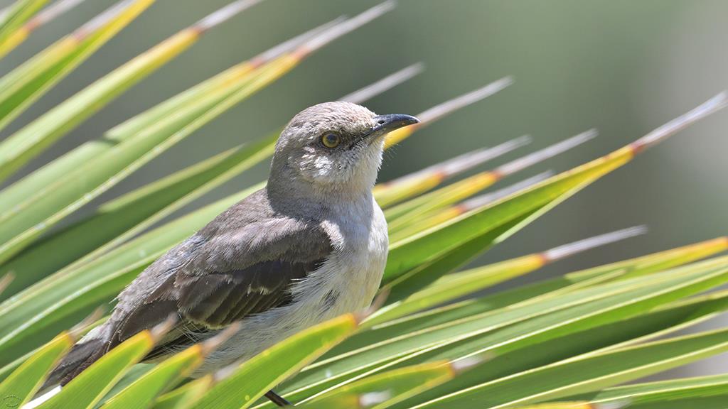 Northern Mockingbird (Catalina2019)-03