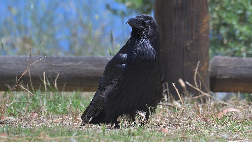 Raven (Catalina2019)-07