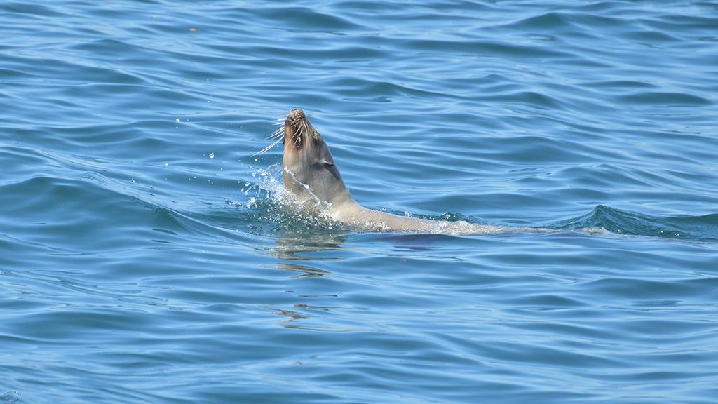 Sea Lion (Catalina2019)-01