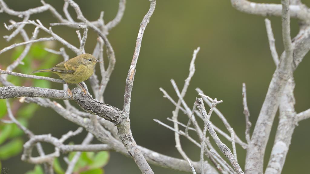 Yellow Warbler (Catalina2019)-01