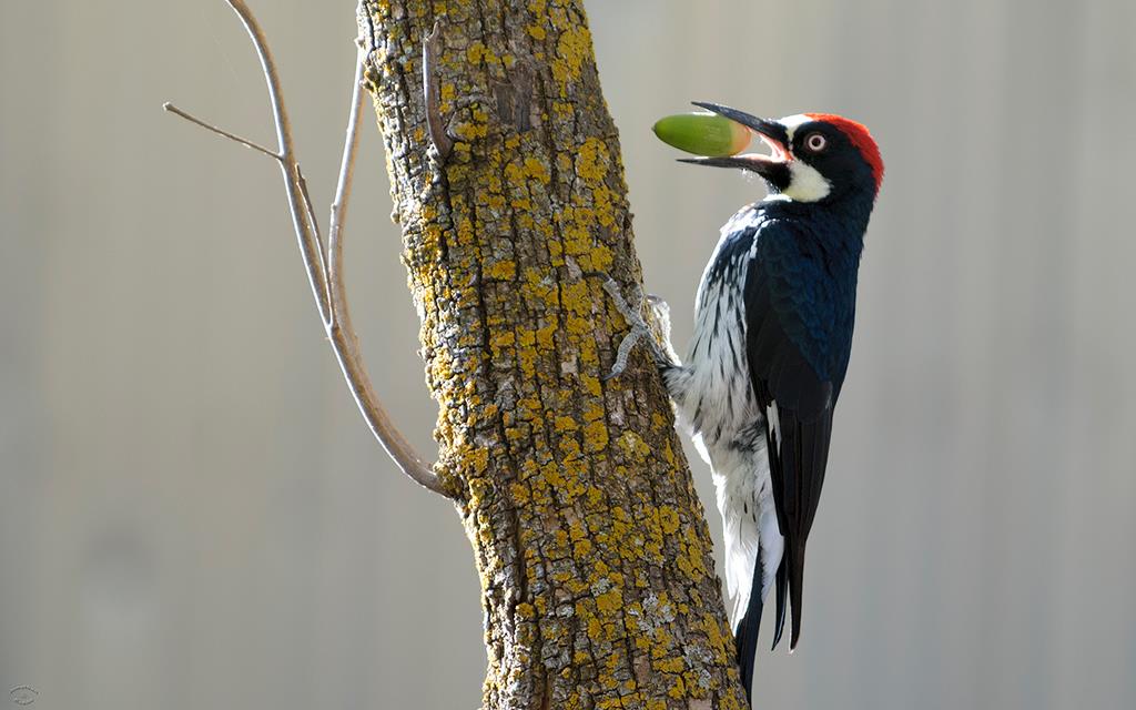 Acorn Woodpecker-01