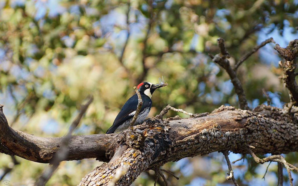 Acorn Woodpecker-02