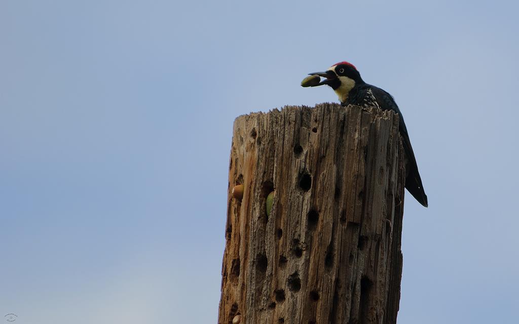 Acorn Woodpecker-04