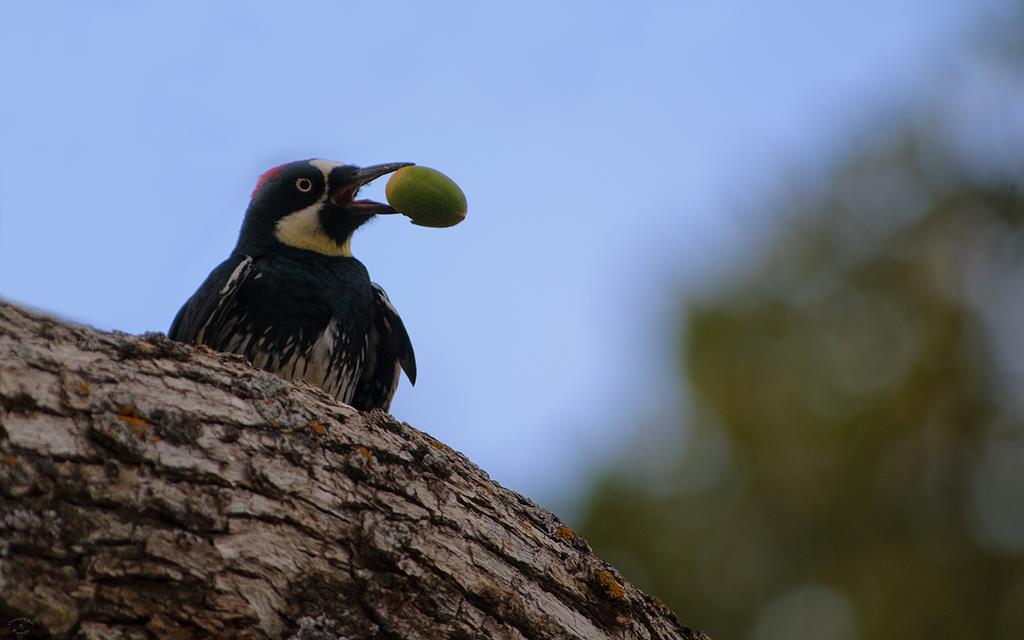 Acorn Woodpecker-06