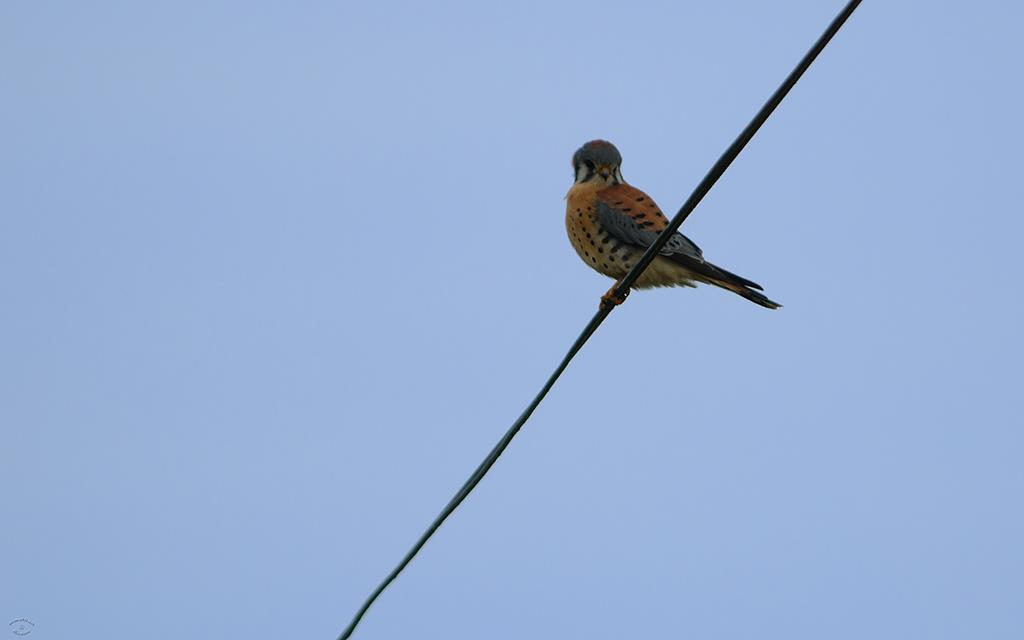 American Kestral-03