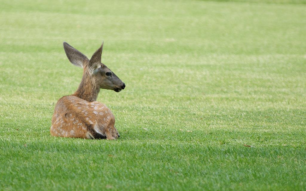 Mule Deer-03