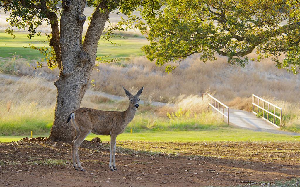 Mule Deer-04