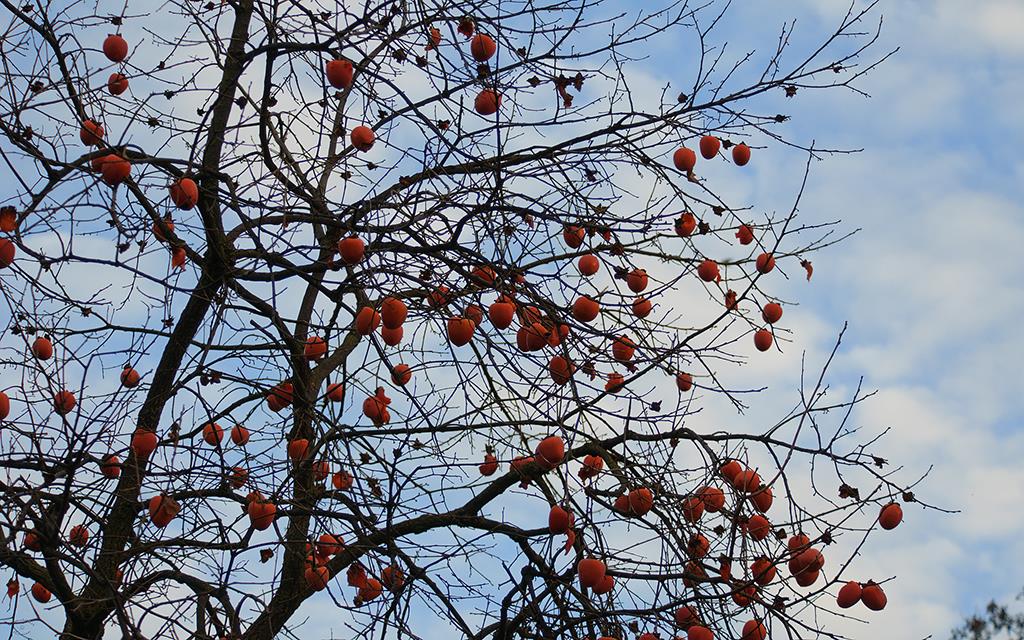 Persimmons