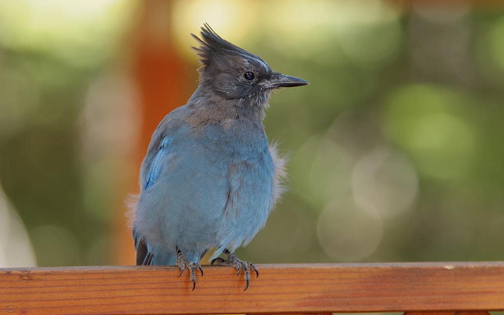 Steller's Jay-04