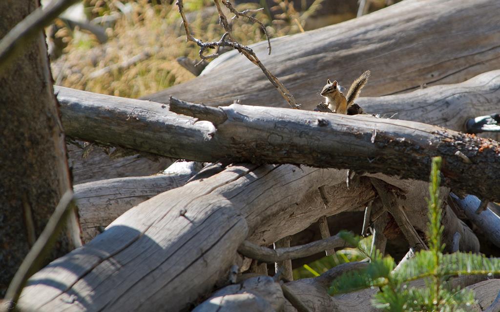 Tahoe Chipmunk-01