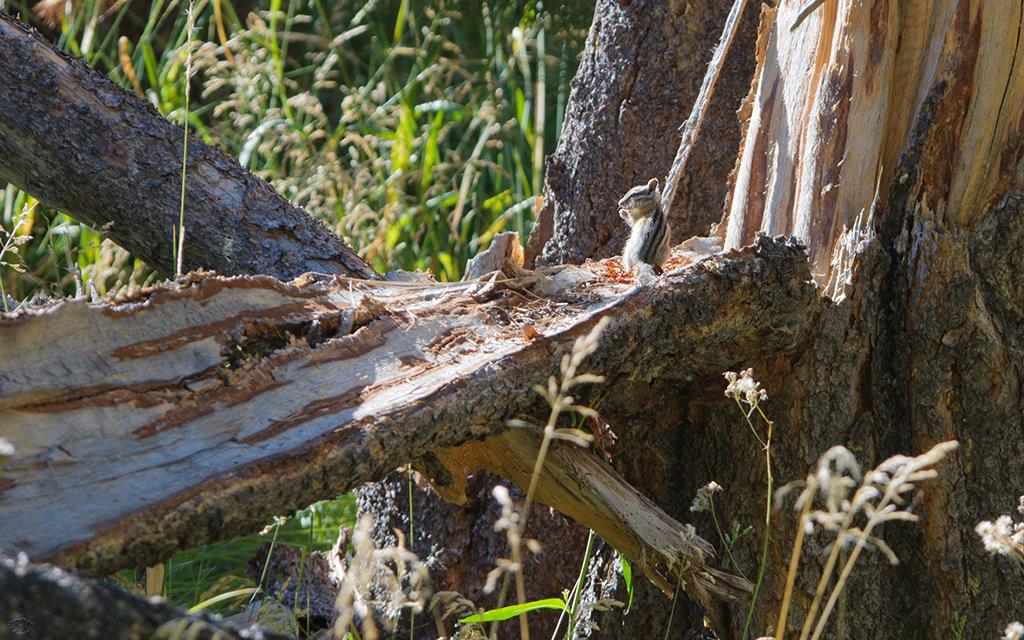 Tahoe Chipmunk-02