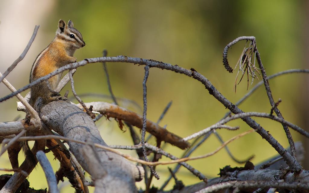 Tahoe Chipmunk-03