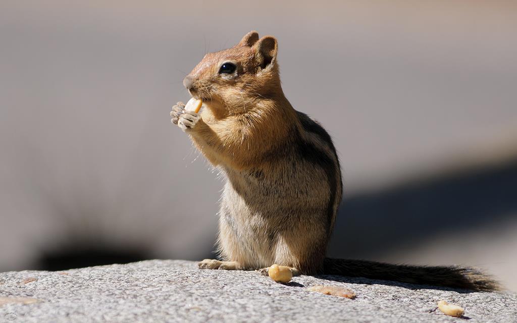 Tahoe Chipmunk-04