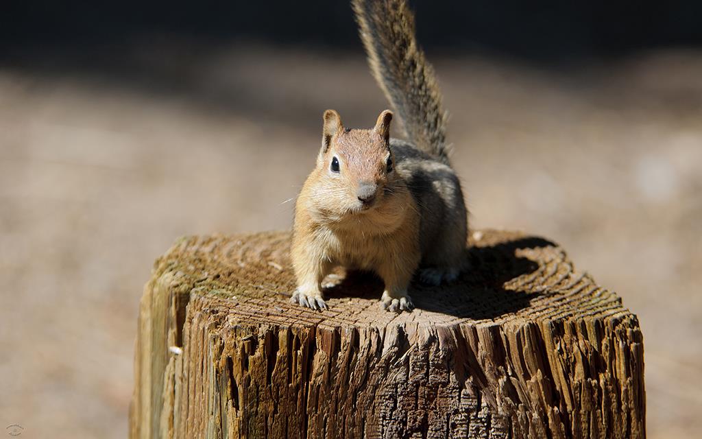 Tahoe Chipmunk-05