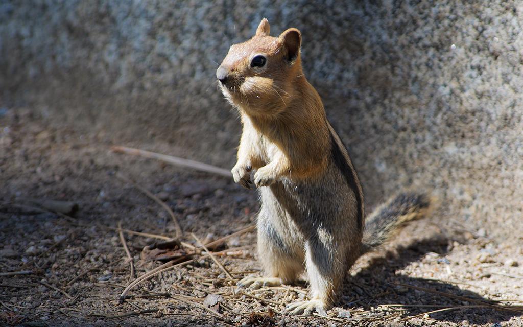 Tahoe Chipmunk-06