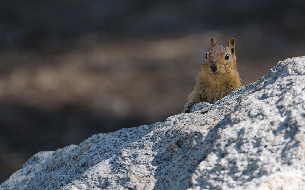 Tahoe Chipmunk-07