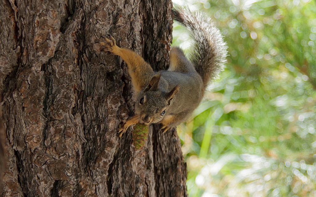 Tahoe Squirrel-01