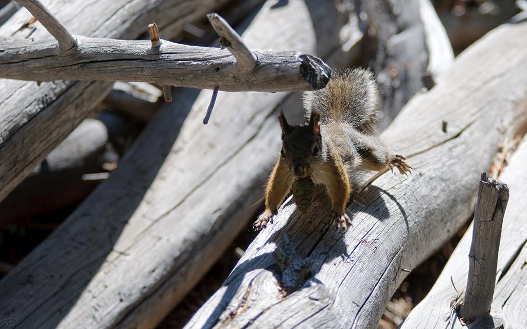 Tahoe Squirrel-02