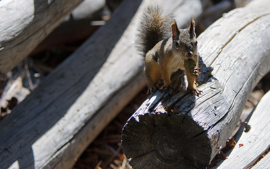 Tahoe Squirrel-03