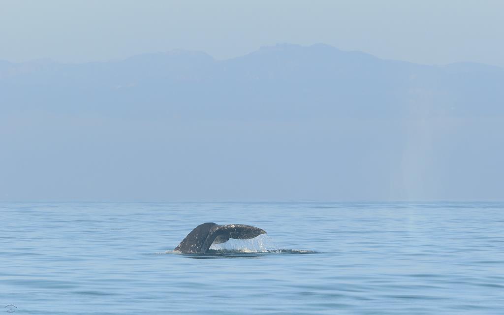 Gray Whale-02