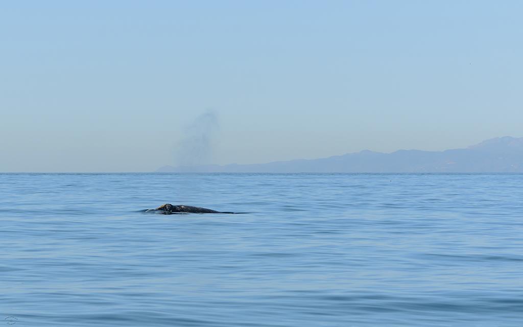 Gray Whale-06