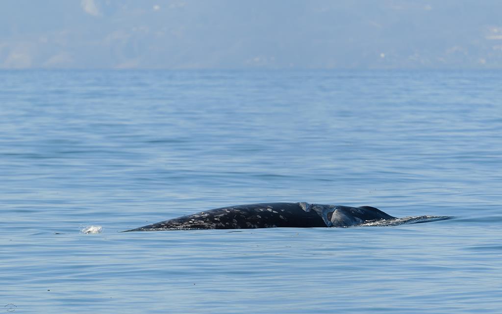 Gray Whale-08