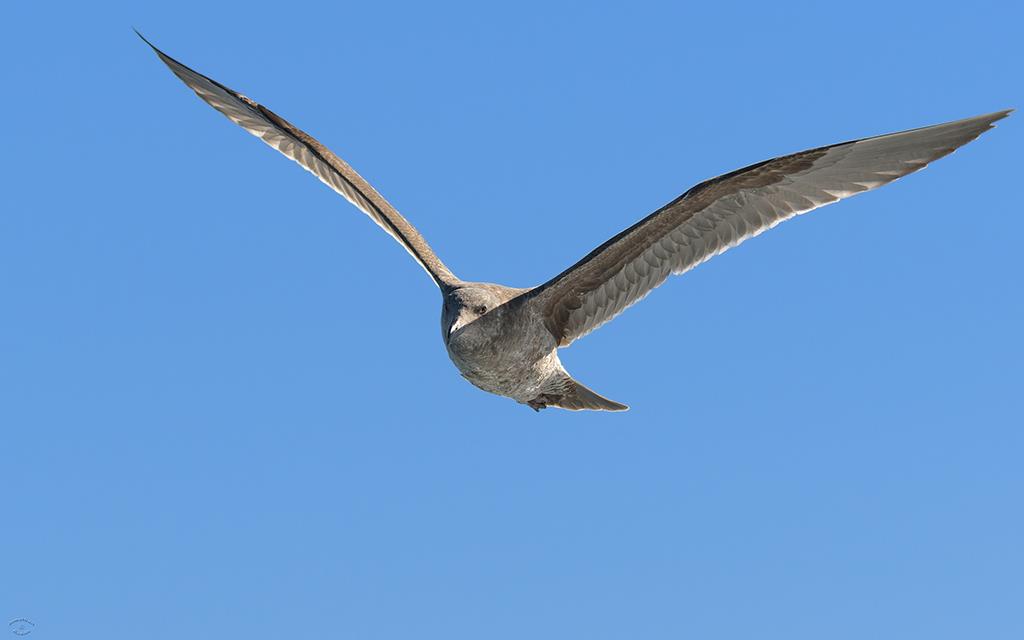 Gull