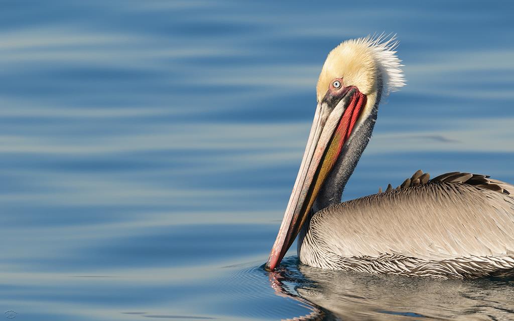 Pelicans-03