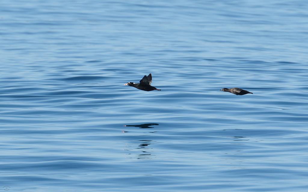 Surf Scoter