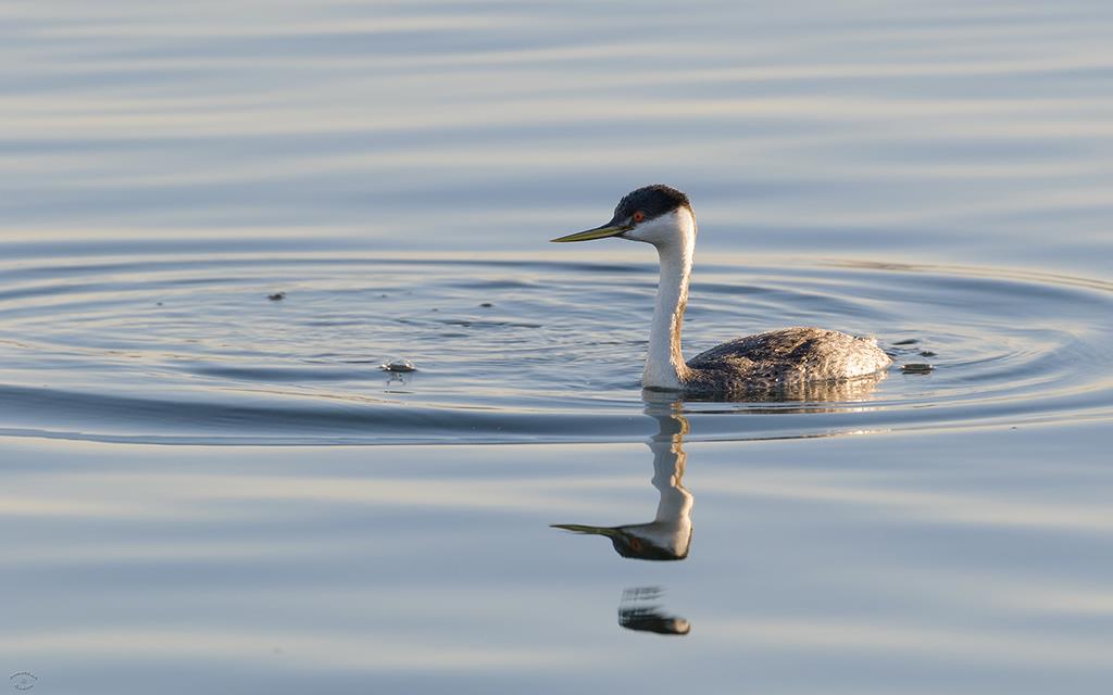 Western Grebe