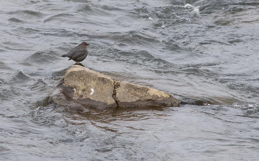 American Dipper-01