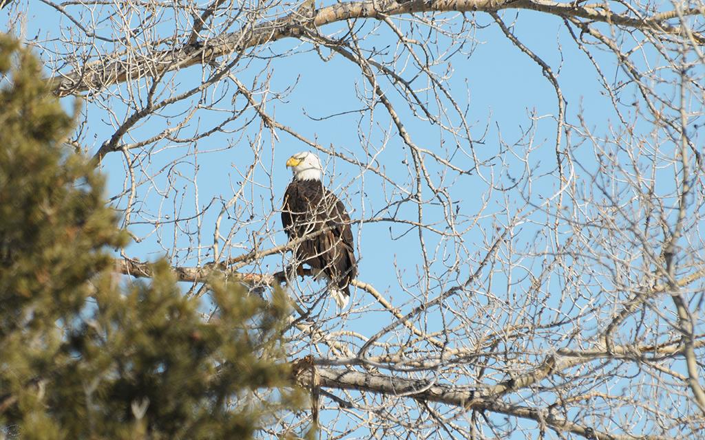 Bald Eagle-01 (2)