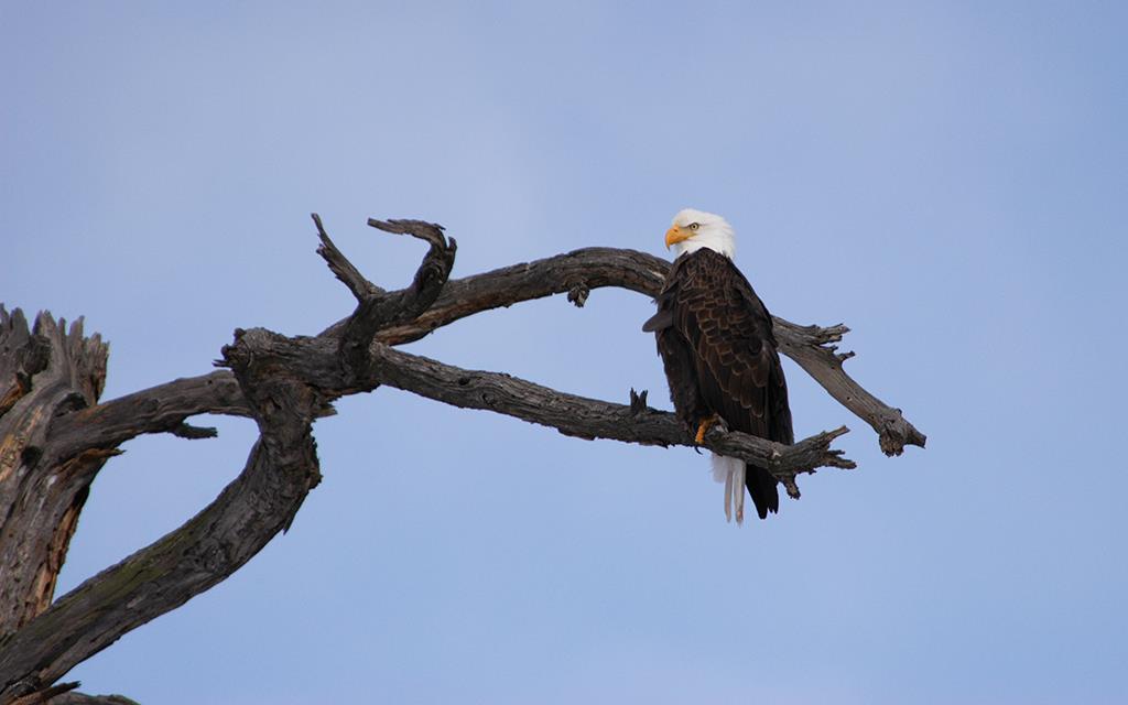 Bald Eagle-03