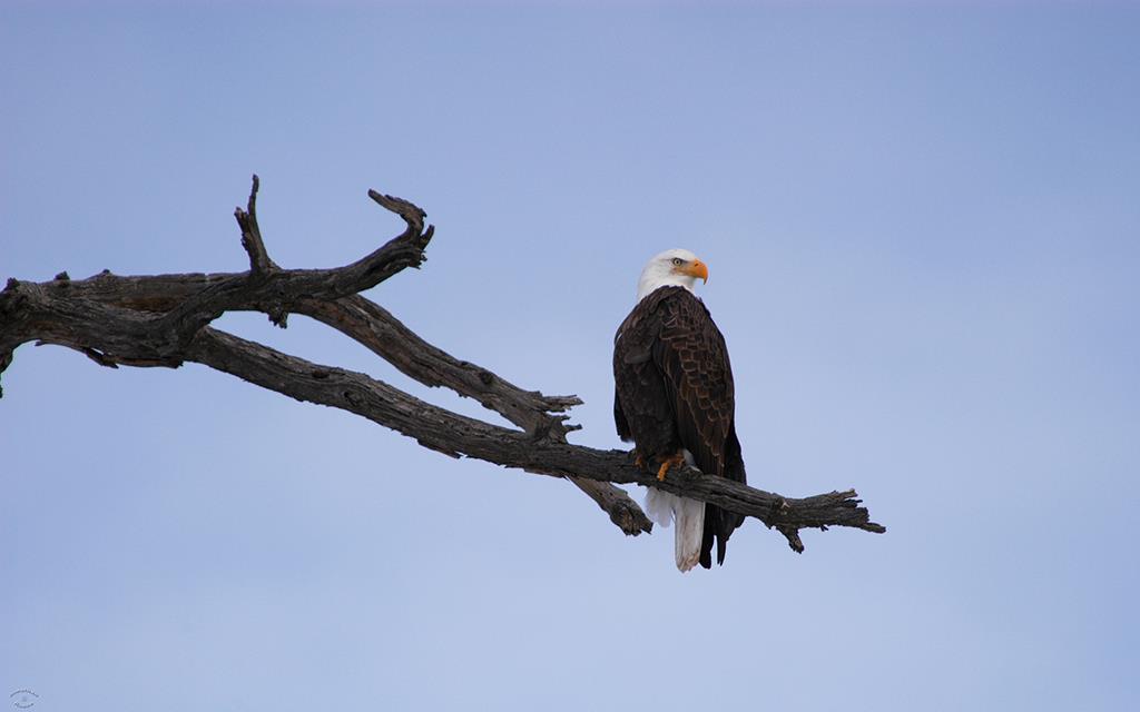 Bald Eagle-07